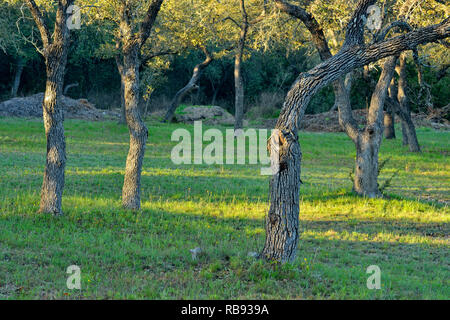 Eichen in einer Parklandschaft, Austin, Texas, USA Stockfoto