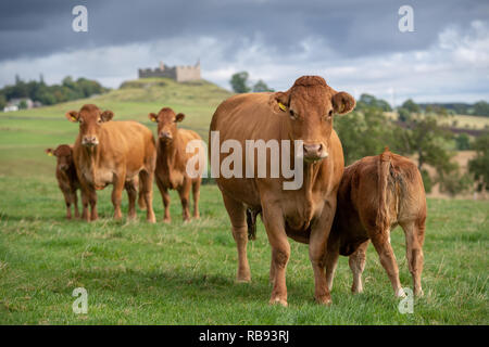Herde von Limousin Rinder auf der Weide in Scottish Borders, Schottland, Großbritannien. Stockfoto