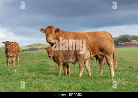 Herde von Limousin Rinder auf der Weide in Scottish Borders, Schottland, Großbritannien. Stockfoto