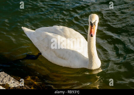 Schwan schwimmt auf Wasser des Verbano See, im Winter Licht in Angera, Verbano, Varese, Lombardei, Italien geschossen Stockfoto