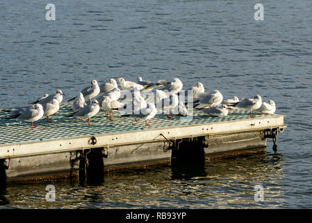 Bündel von Möwen ruht im Sonnenlicht auf Verbano See schwimmende Wharf, in hellen winter Licht in Angera, Verbano, Varese, Lombardei, Italien geschossen Stockfoto