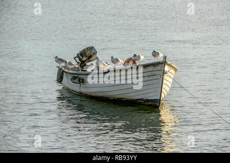 Bündel von Möwen ruht im Sonnenlicht auf kleinen Boot an Verbano See festgemacht, in hellen winter Licht in Angera, Verbano, Varese, Lombardei, Italien geschossen Stockfoto