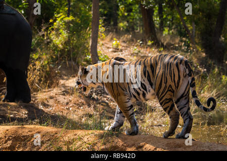 Tiger in der Natur Lebensraum und Laden und wütend über Elefanten. schönen indischen Panthera tigris in Bandhavgarh Nationalpark, Indien Stockfoto