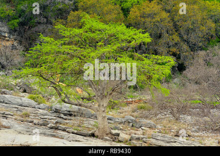 Felsformationen am Rand des Pedernales River, Pedernales Falls State Park, Texas, USA Stockfoto