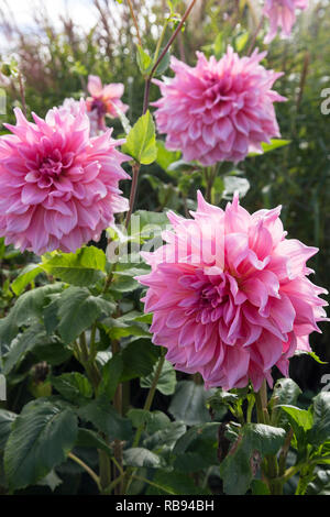 Ottos Aufregende Dinnerplatte Dahlia, RHS Wsley Gardens, Surrey, England, Großbritannien Stockfoto