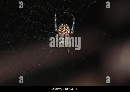 Single Garden cross Spider auf seiner Webseite aus über das Tier. Stockfoto