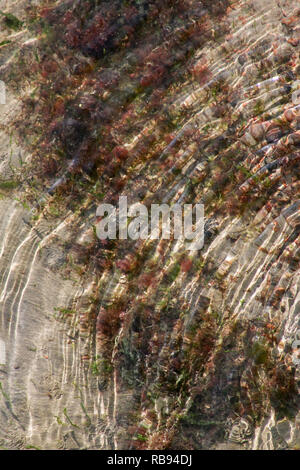 Wellen auf der Oberfläche von etwas Wasser, Grün und Rot seaweed​ unten Stockfoto