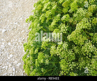 Mediterrane Pflanze Crithmum maritimum L. oder Meer Fenchel mit Knospen und Blüten am Kieselstrand. Nahrhafte meer Gemüse mit viele gesundheitliche Vorteile Stockfoto