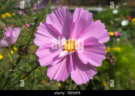 Große rosa Blume in einer wilden Wiese Stockfoto