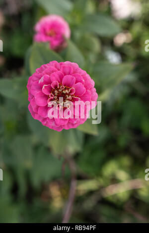 Rosa zinnia Blüte von oben Stockfoto