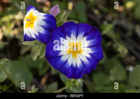 Nahaufnahme von zwei blaue, weiße und gelbe Primeln Blumen in einem Garten Stockfoto