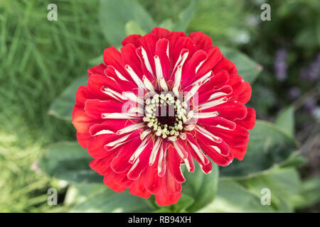 Nahaufnahme von oben eine rote Zinnia Blume Stockfoto