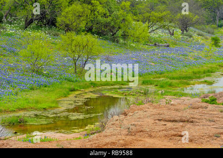 Bluebonnets und Felsen rund um Coal Creek, Willow City Loop, Gillespie County, Texas, USA Stockfoto