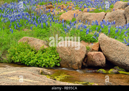 Bluebonnets und Felsen rund um Coal Creek, Willow City Loop, Gillespie County, Texas, USA Stockfoto