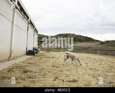 Windhund spielen im Park, Tiere und Natur Stockfoto