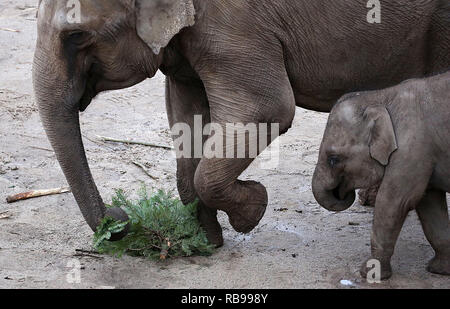 08. Januar 2019, Nordrhein-Westfalen, Köln: Ein Elefant frisst eine Tanne im Zoo. Die Tiere verbrauchen die Bäume durch den Händler Links nach Weihnachten. Foto: Oliver Berg/dpa Stockfoto