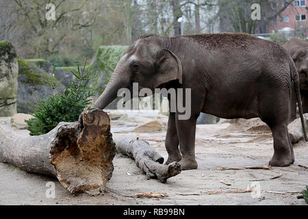 08. Januar 2019, Nordrhein-Westfalen, Köln: Ein Elefant frisst eine Tanne im Zoo. Die Tiere verbrauchen die Bäume durch den Händler Links nach Weihnachten. Foto: Oliver Berg/dpa Stockfoto