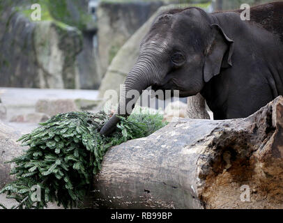 08. Januar 2019, Nordrhein-Westfalen, Köln: Ein Elefant frisst eine Tanne im Zoo. Die Tiere verbrauchen die Bäume durch den Händler Links nach Weihnachten. Foto: Oliver Berg/dpa Stockfoto