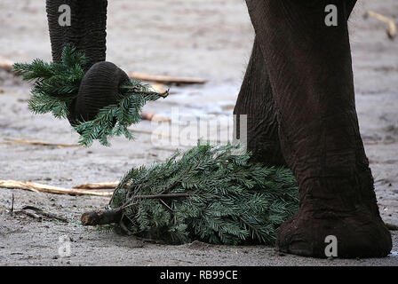 08. Januar 2019, Nordrhein-Westfalen, Köln: Ein Elefant frisst eine Tanne im Zoo. Die Tiere verbrauchen die Bäume durch den Händler Links nach Weihnachten. Foto: Oliver Berg/dpa Stockfoto