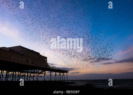 Aberystwyth Wales, UK. 08 Jan, 2019. UK Wetter an einem klaren kalten Abend, nach einem langen Winter Sonnenschein, Herden von Zehntausenden winziger Stare fliegen in riesigen "urmurations" in den Himmel, wie Sie von Ihren täglichen Nahrungsaufnahme zurück für die Nacht auf den Wald von Gusseisen Beine unter Victorian seaside von Aberystwyth Pier zum roost. Aberystwyth ist einer der wenigen städtischen Quartieren im Land und zieht Menschen aus der ganzen UK, Zeuge der spektakulären nächtlichen zeigt. Photo Credit: Keith Morris/Alamy leben Nachrichten Stockfoto