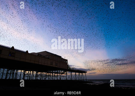 Aberystwyth Wales, UK. 08 Jan, 2019. UK Wetter an einem klaren kalten Abend, nach einem langen Winter Sonnenschein, Herden von Zehntausenden winziger Stare fliegen in riesigen "urmurations" in den Himmel, wie Sie von Ihren täglichen Nahrungsaufnahme zurück für die Nacht auf den Wald von Gusseisen Beine unter Victorian seaside von Aberystwyth Pier zum roost. Aberystwyth ist einer der wenigen städtischen Quartieren im Land und zieht Menschen aus der ganzen UK, Zeuge der spektakulären nächtlichen zeigt. Photo Credit: Keith Morris/Alamy leben Nachrichten Stockfoto