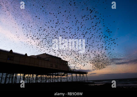 Aberystwyth Wales, UK. 08 Jan, 2019. UK Wetter an einem klaren kalten Abend, nach einem langen Winter Sonnenschein, Herden von Zehntausenden winziger Stare fliegen in riesigen "urmurations" in den Himmel, wie Sie von Ihren täglichen Nahrungsaufnahme zurück für die Nacht auf den Wald von Gusseisen Beine unter Victorian seaside von Aberystwyth Pier zum roost. Aberystwyth ist einer der wenigen städtischen Quartieren im Land und zieht Menschen aus der ganzen UK, Zeuge der spektakulären nächtlichen zeigt. Photo Credit: Keith Morris/Alamy leben Nachrichten Stockfoto
