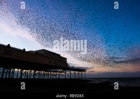 Aberystwyth Wales, UK. 08 Jan, 2019. UK Wetter an einem klaren kalten Abend, nach einem langen Winter Sonnenschein, Herden von Zehntausenden winziger Stare fliegen in riesigen "urmurations" in den Himmel, wie Sie von Ihren täglichen Nahrungsaufnahme zurück für die Nacht auf den Wald von Gusseisen Beine unter Victorian seaside von Aberystwyth Pier zum roost. Aberystwyth ist einer der wenigen städtischen Quartieren im Land und zieht Menschen aus der ganzen UK, Zeuge der spektakulären nächtlichen zeigt. Photo Credit: Keith Morris/Alamy leben Nachrichten Stockfoto
