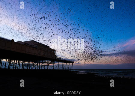 Aberystwyth Wales, UK. 08 Jan, 2019. UK Wetter an einem klaren kalten Abend, nach einem langen Winter Sonnenschein, Herden von Zehntausenden winziger Stare fliegen in riesigen "urmurations" in den Himmel, wie Sie von Ihren täglichen Nahrungsaufnahme zurück für die Nacht auf den Wald von Gusseisen Beine unter Victorian seaside von Aberystwyth Pier zum roost. Aberystwyth ist einer der wenigen städtischen Quartieren im Land und zieht Menschen aus der ganzen UK, Zeuge der spektakulären nächtlichen zeigt. Photo Credit: Keith Morris/Alamy leben Nachrichten Stockfoto