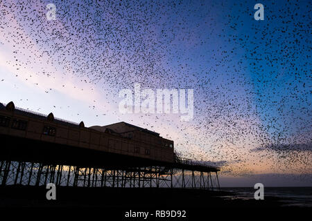 Aberystwyth Wales, UK. 08 Jan, 2019. UK Wetter an einem klaren kalten Abend, nach einem langen Winter Sonnenschein, Herden von Zehntausenden winziger Stare fliegen in riesigen "urmurations" in den Himmel, wie Sie von Ihren täglichen Nahrungsaufnahme zurück für die Nacht auf den Wald von Gusseisen Beine unter Victorian seaside von Aberystwyth Pier zum roost. Aberystwyth ist einer der wenigen städtischen Quartieren im Land und zieht Menschen aus der ganzen UK, Zeuge der spektakulären nächtlichen zeigt. Photo Credit: Keith Morris/Alamy leben Nachrichten Stockfoto