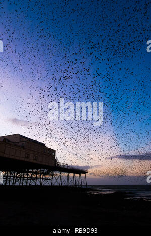 Aberystwyth Wales, UK. 08 Jan, 2019. UK Wetter an einem klaren kalten Abend, nach einem langen Winter Sonnenschein, Herden von Zehntausenden winziger Stare fliegen in riesigen "urmurations" in den Himmel, wie Sie von Ihren täglichen Nahrungsaufnahme zurück für die Nacht auf den Wald von Gusseisen Beine unter Victorian seaside von Aberystwyth Pier zum roost. Aberystwyth ist einer der wenigen städtischen Quartieren im Land und zieht Menschen aus der ganzen UK, Zeuge der spektakulären nächtlichen zeigt. Photo Credit: Keith Morris/Alamy leben Nachrichten Stockfoto