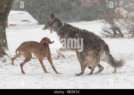 Budapest, Ungarn. 8 Jan, 2019. Hunde spielen während einem Schneefall in Budapest, Ungarn, Jan. 8, 2019. Starke Schneefälle in Ungarn haben gestört oder sogar gelähmt Luft- und Straßenverkehr, Nach offiziellen Quellen hier am Dienstag. Credit: Attila Volgyi/Xinhua/Alamy leben Nachrichten Stockfoto