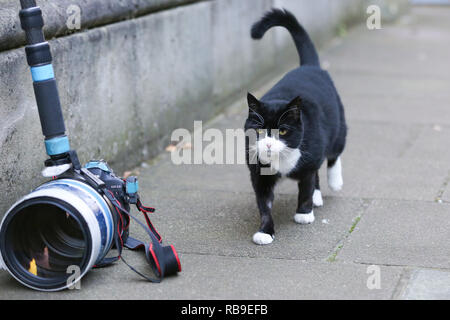 London, Großbritannien. 8 Jan, 2019. Palmerston, das Auswärtige Amt Katze ist in Downing Street gesehen. Credit: Dinendra Haria/SOPA Images/ZUMA Draht/Alamy leben Nachrichten Stockfoto