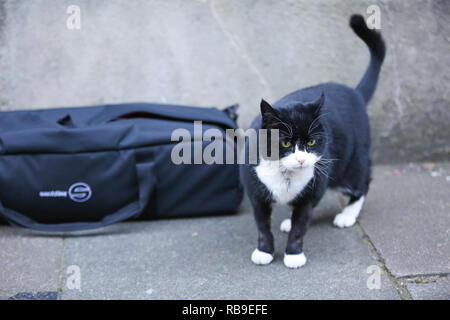 London, Großbritannien. 8 Jan, 2019. Palmerston, das Auswärtige Amt Katze ist in Downing Street gesehen. Credit: Dinendra Haria/SOPA Images/ZUMA Draht/Alamy leben Nachrichten Stockfoto