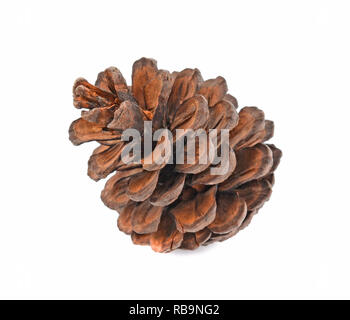 Zapfen, verschiedenen Nadelbäumen isoliert auf weißem Hintergrund Stockfoto