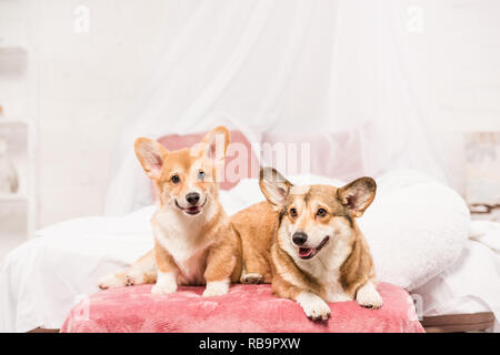 Adorable pembroke Welsh Corgi Hunden liegend auf Bett zu Hause Stockfoto