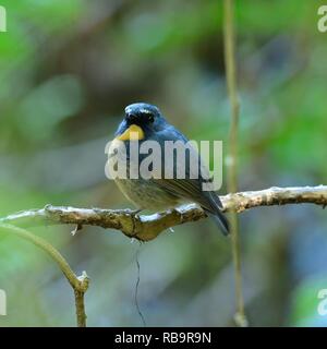 schöne männliche Snowy-browed Fliegenschnäpper (Ficedula Hyperythra) Possing auf dem Ast Stockfoto