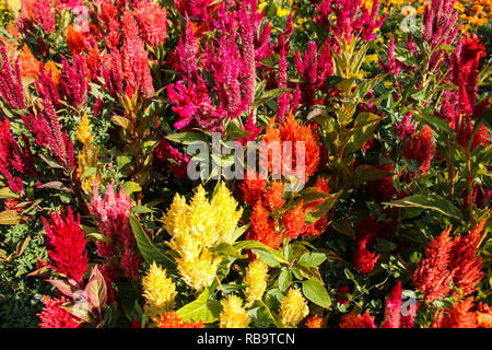 Celosia Plumosa, Celosia argentea, Celosia, rote Blumen - Auswahl der Blumen im Garten. Stockfoto