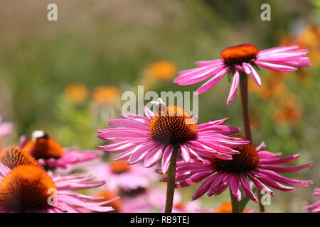 Lavendel rosa, Echinacea mit spiky grünen Kegel aufgehellt mit orangen Spitzen Stockfoto