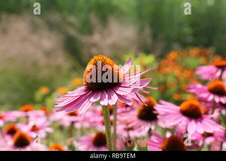 Lavendel rosa, Echinacea mit spiky grünen Kegel aufgehellt mit orangen Spitzen Stockfoto