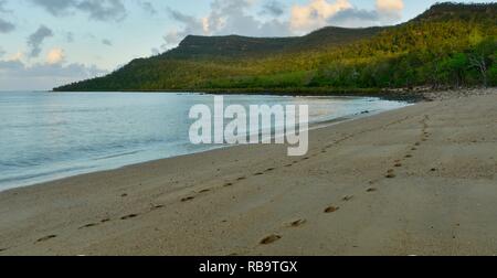 Cape Hillsborough von Smalleys Strand Campingplatz gesehen, Cape Hillsborough National Park, Queensland, Australien Stockfoto