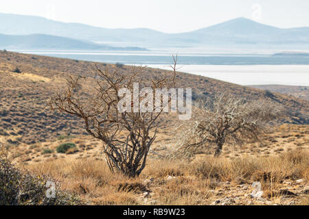Auf der kaboodan Insel, die größte Insel der Urmia See mit einer Fläche 3500 Hektar Stockfoto