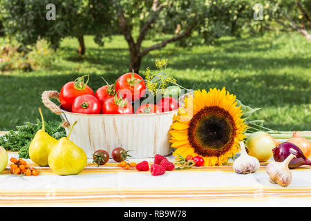 Verschiedene reife Gemüse der Saison in der Zusammensetzung auf weiße Tischtuch gedeckten Tisch draußen im Garten. Metallkorb gefüllt mit Tomaten, unscharf Stockfoto