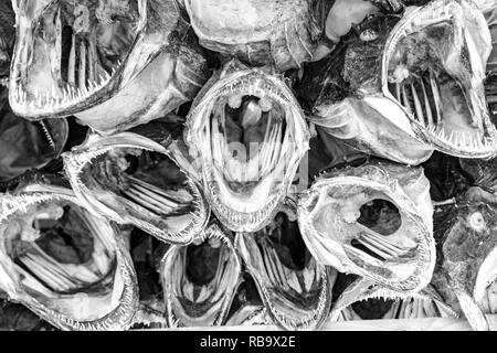 Closeup makro Blick auf Stockfisch, Textur Hintergrund, Lofoten, Norwegen Stockfoto