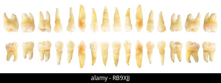 Zahn Diagramm (Fotografie). Echten Zähne Chart. vorderen horizontalen Ansicht. isoliert weißer Hintergrund. Stockfoto