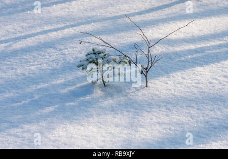 Aus der Schnee und Schnee Tanne. Stockfoto