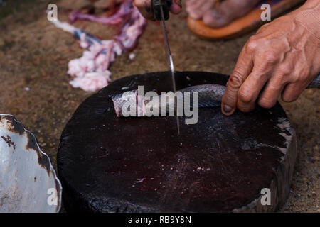 Verschieben von Shot slice Kochen exotische Menü mit Schlange auf Hartholz platte Outdoor Küche Stockfoto