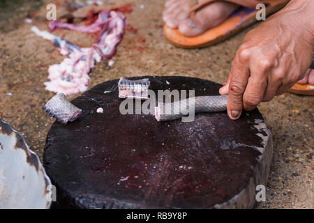 Verschieben von Shot slice Kochen exotische Menü mit Schlange auf Hartholz platte Outdoor Küche Stockfoto