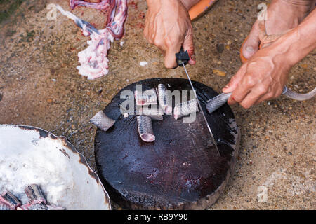 Verschieben von Shot slice Kochen exotische Menü mit Schlange auf Hartholz platte Outdoor Küche Stockfoto