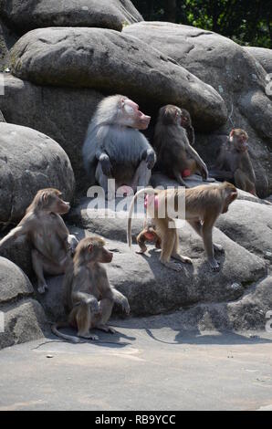 Wild Hamadryas Pavian, Zoo von Frankfurt (Deutschland) Stockfoto