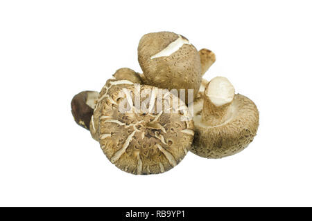 Shiitake Pilze auf weißem Hintergrund Stockfoto